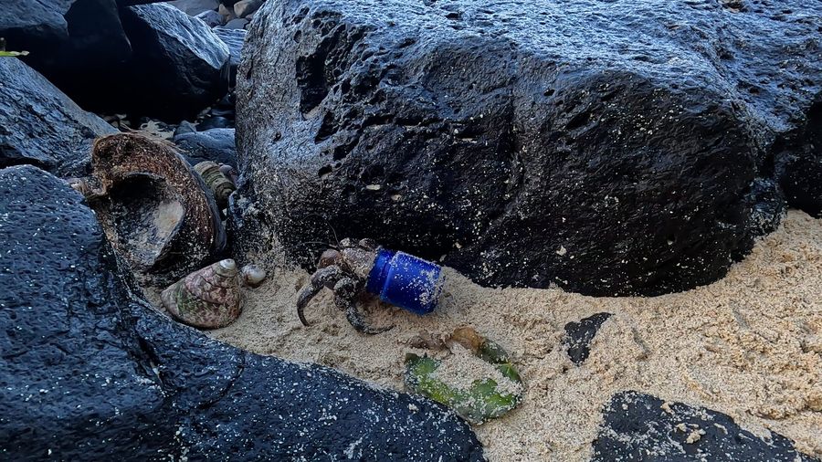 Plastic pollution